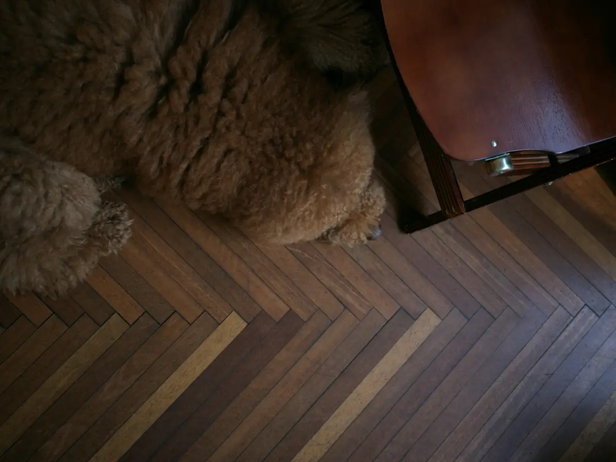 Parquet foncé posé à bâtons rompus, coin de fauteuil et peau de mouton