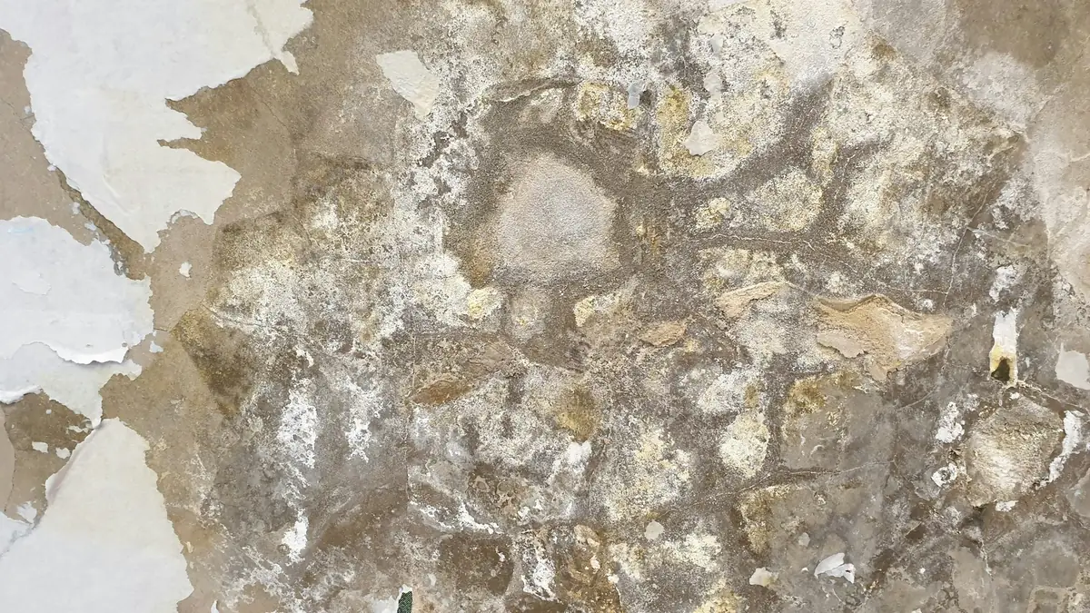 Mur dont l’enduit et la peinture se décollent, taches et dépôts blanchâtres
