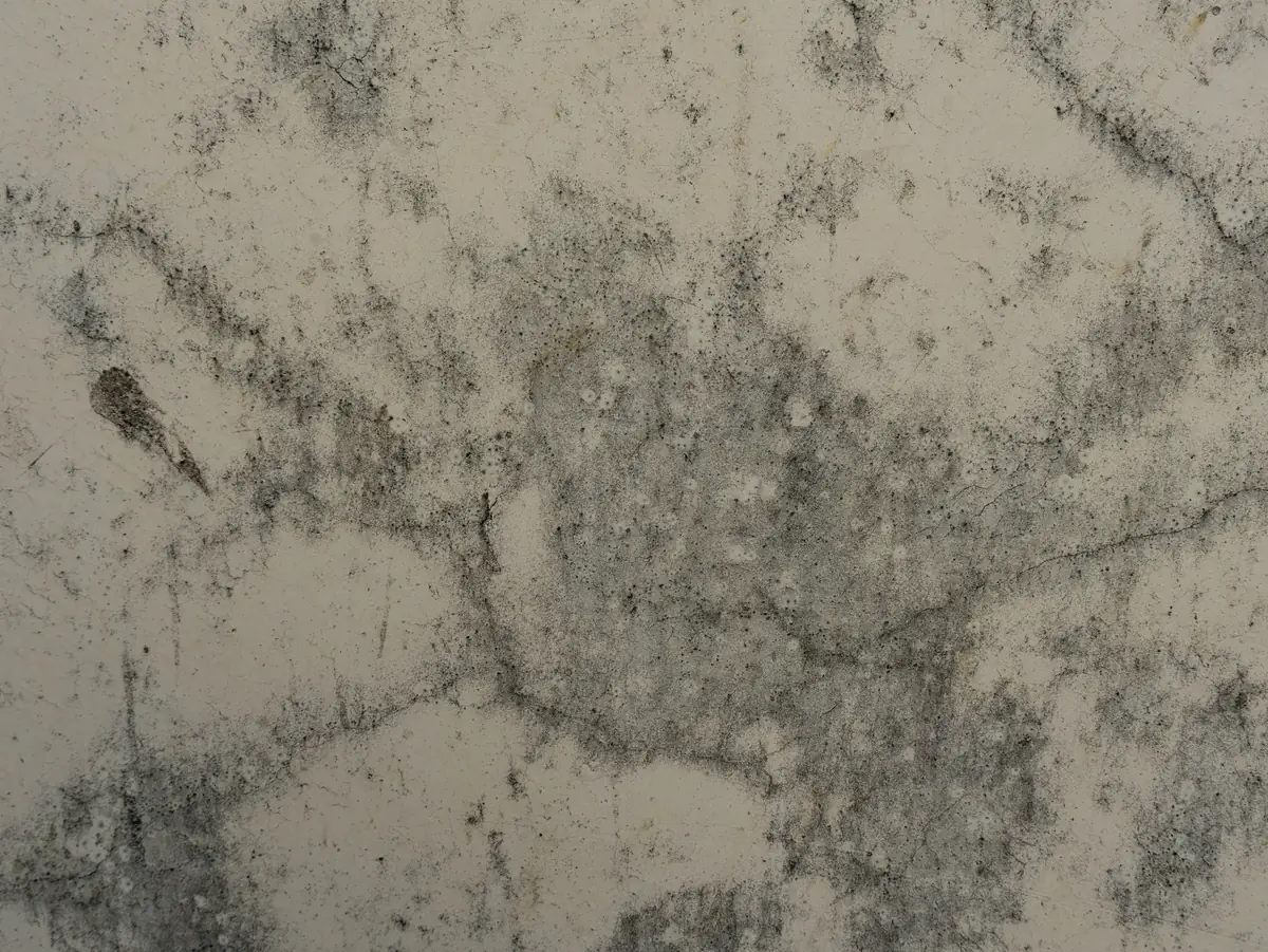 Mur clair marqué de taches grises de moisissure